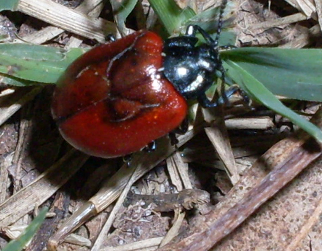 AIUTO ID CHRYSOMELIDAE: Chrysomela populi